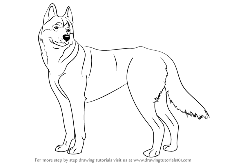800x567 Learn How To Draw A Husky (Dogs) Step By Step Drawing Tutorials - Husky Dog Sketches