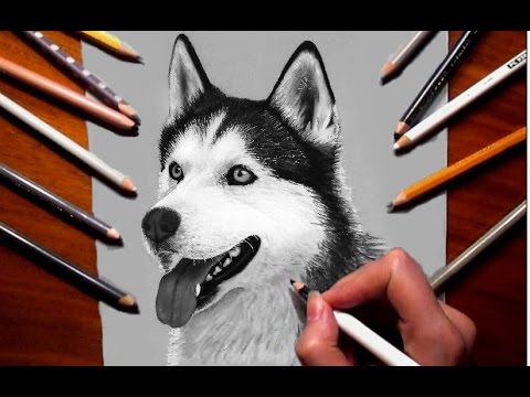 480x360 Pencil Drawing Siberian Husky - Husky Dog Sketches