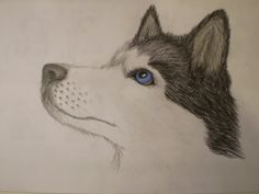 236x177 Siberian Husky - Husky Dog Sketches