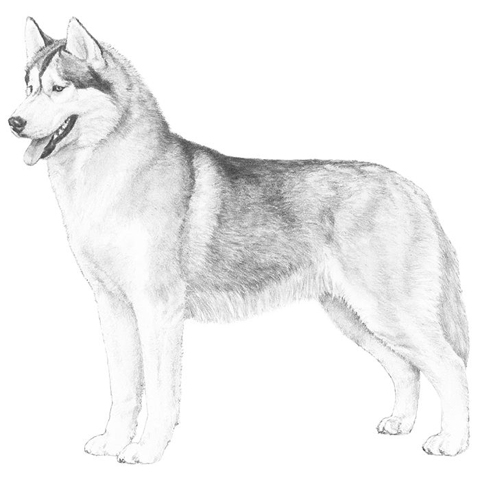 Husky Dog Sketches at PaintingValley.com | Explore collection of Husky ...