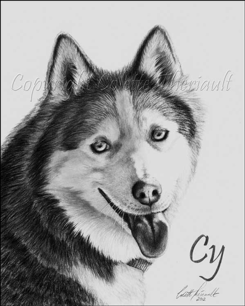 500x625 Siberian Husky Dog Portrait In Pencil, Drawing By Sudbury Award - Husky Dog Sketches