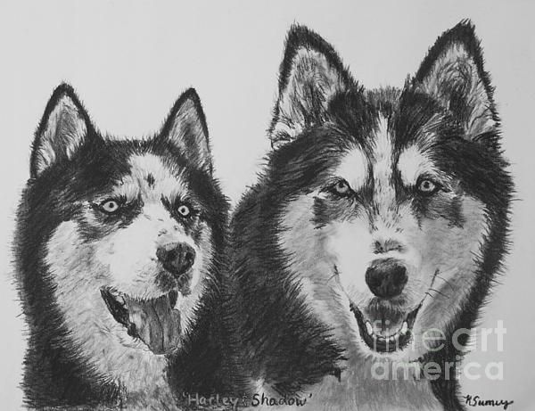 600x461 Siberian Husky Dogs Sketched In Charcoal Drawing Pet Art - Husky Dog Sketches