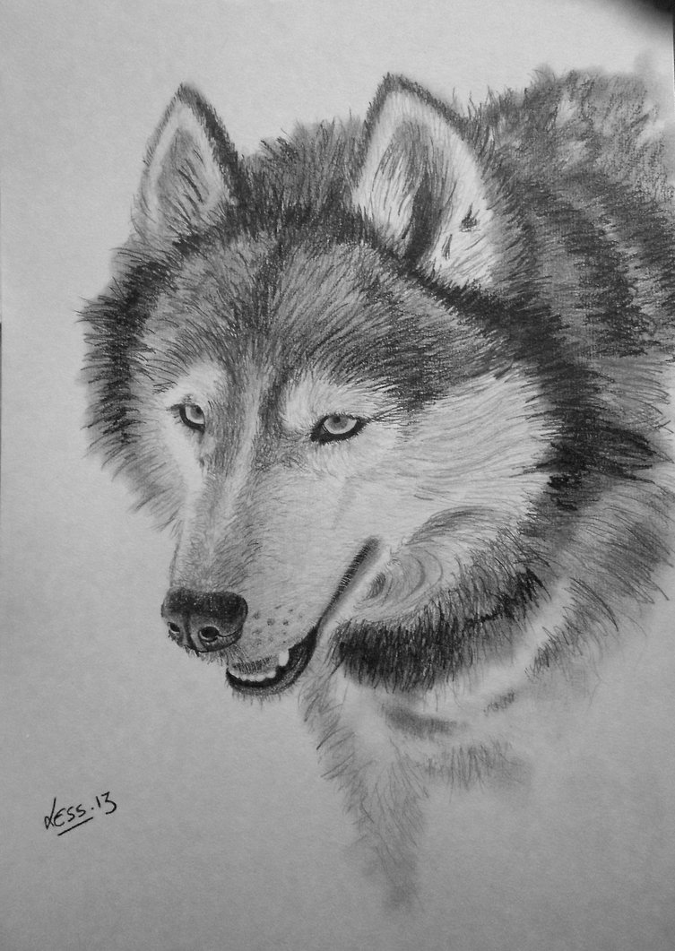 753x1061 Tom - Husky Dog Sketches