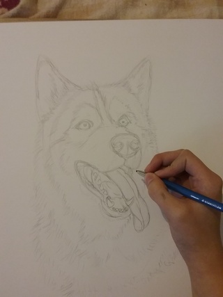 320x427 Siberian Drawings On Paigeeworld. Pictures Of Siberian - Husky Dog Sketches