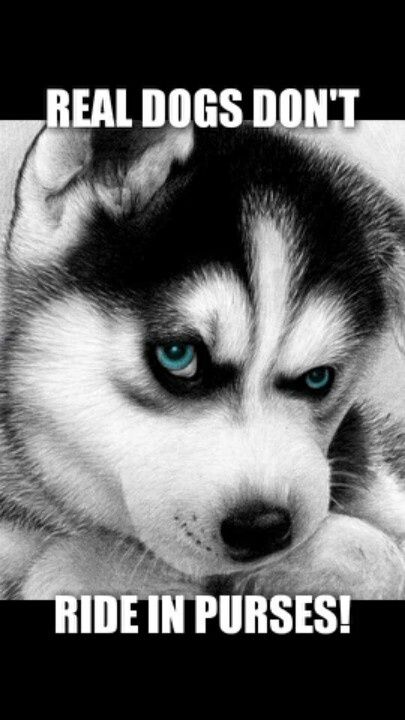 405x720 40 Beautiful And Realistic Animal Sketches For Your Inspiration - Husky Dog Sketches