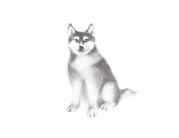 570x440 Dog Drawing Husky Sketch Pencil Animal Print Puppy Etsy - Husky Dog Sketches