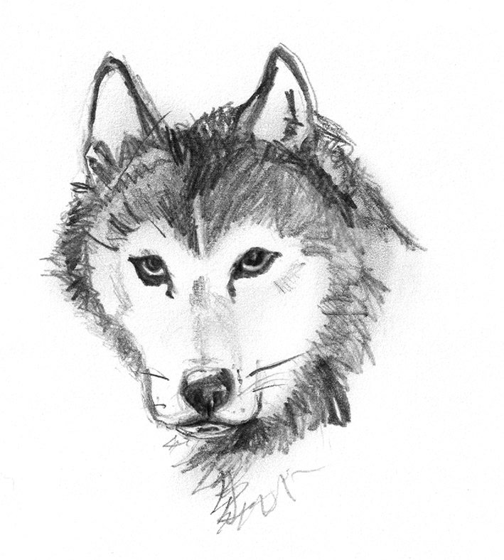 709x788 Dog Sketches - Husky Dog Sketches