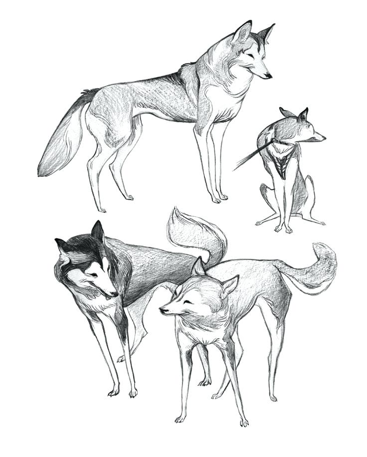 736x915 Husky Drawing By Siberian Cartoon Easysurfer - Husky Sketch