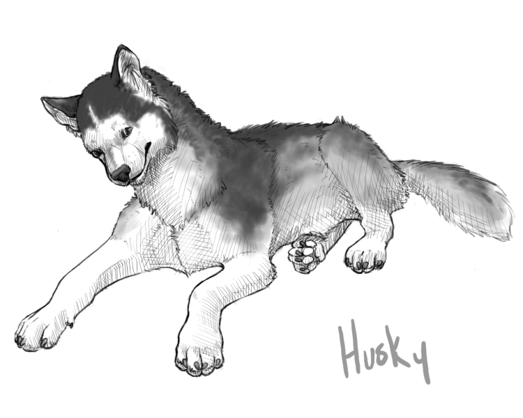 750x600 Husky Sketch Commission By Xeraki - Husky Sketch