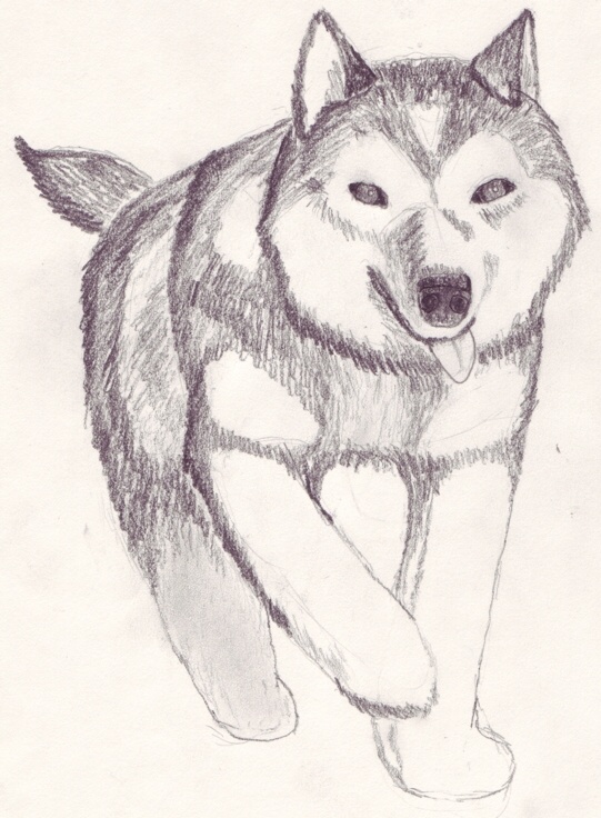 541x736 Husky Sketch By Nighteyes - Husky Sketch