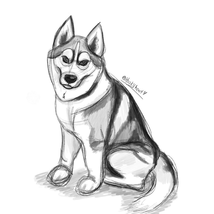 894x894 Husky Sketch By Huskyheart - Husky Sketch
