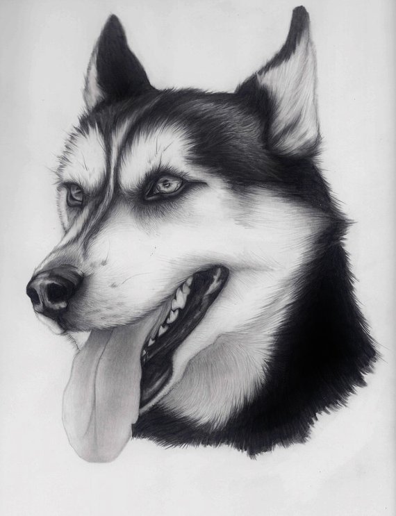 570x743 Items Similar To Original Siberian Husky Drawing Handmade - Husky Sketch