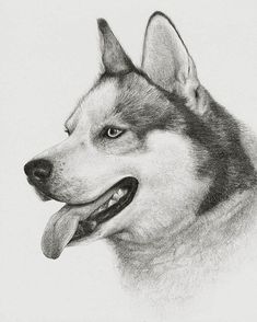 235x294 Siberian Husky - Husky Sketch