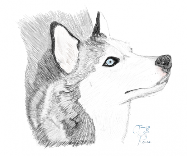 Husky Sketch At Paintingvalley.com 