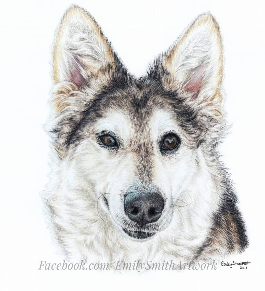 1080x1185 Art Husky Sketch Drawing On Instagram - Husky Sketch