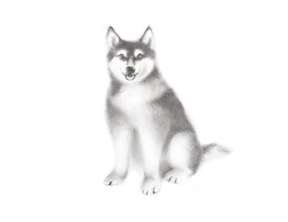 570x440 Dog Drawing Husky Sketch Pencil Animal Print Puppy Etsy - Husky Sketch