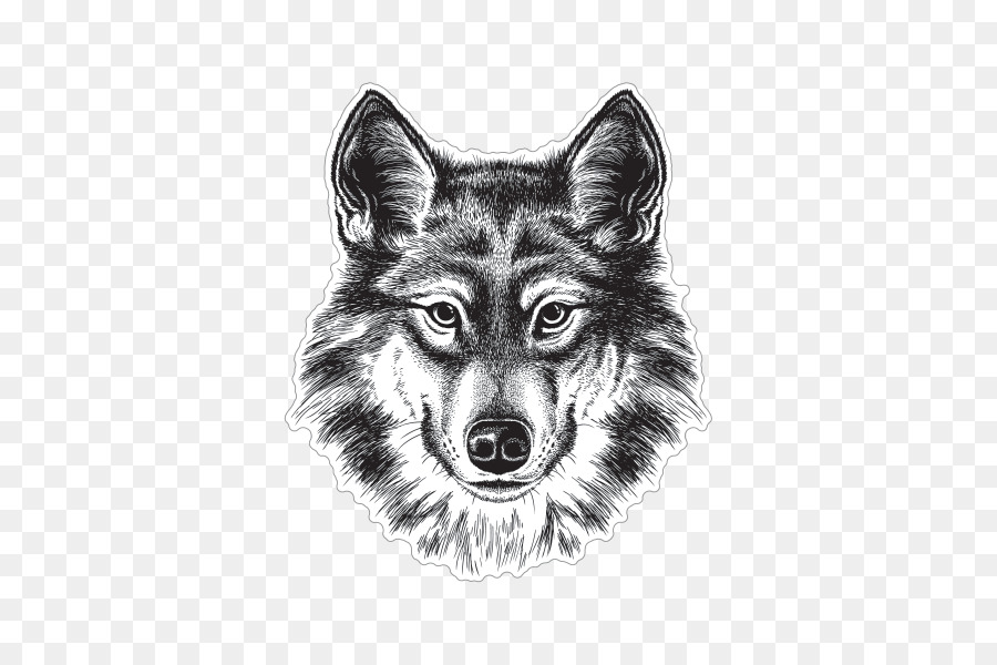 900x600 Gray Wolf Siberian Husky Coyote Drawing Sketch - Husky Sketch