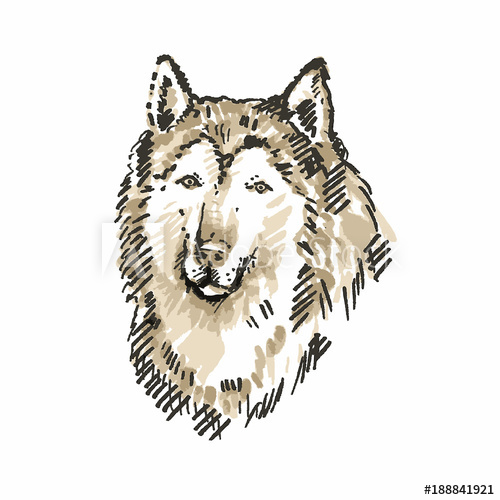 500x500 Hand Drawn Dog, Husky. Sketch, Vector Illustration. - Husky Sketch