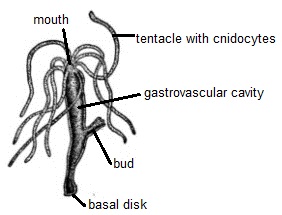 282x215 Hydra Lab - Hydra Sketch