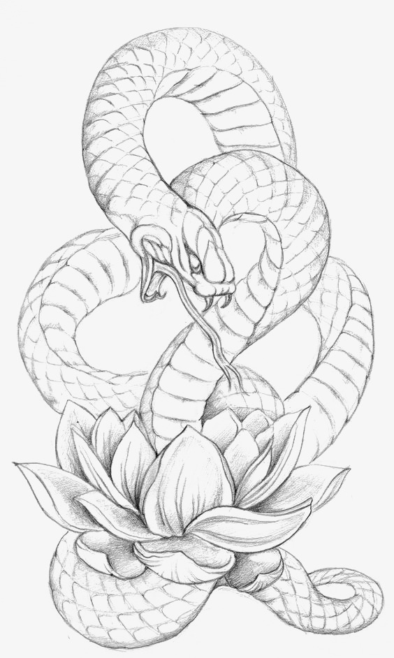 564x942 Sketch Hydra, Python, Hand Painted Python, Snake Png Image And - Hydra Sketch