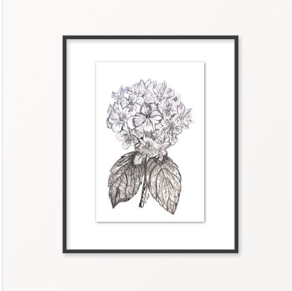 570x568 Flower Drawing Botanical Sketch Pencil Sketch Black And Etsy - Hydrangea Flower Sketch