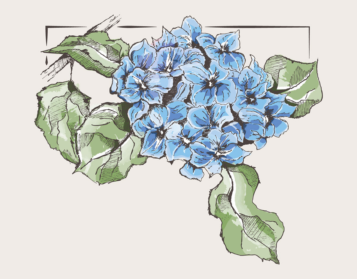 1200x939 French Hydrangea Drawing And Wedding Invitation On Behance - Hydrangea Flower Sketch