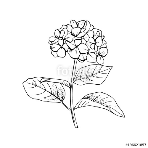 500x500 Hand Drawn Hydrangea Flower Drawing Line Art.vector, Illustration - Hydrangea Flower Sketch