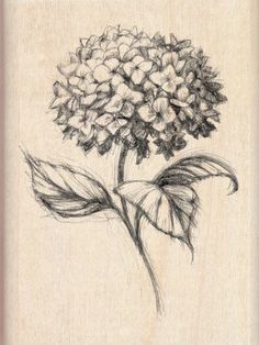 236x314 Hydrangea Tattoo Sketch Tattoo Sketches Tattoos - Hydrangea Flower Sketch