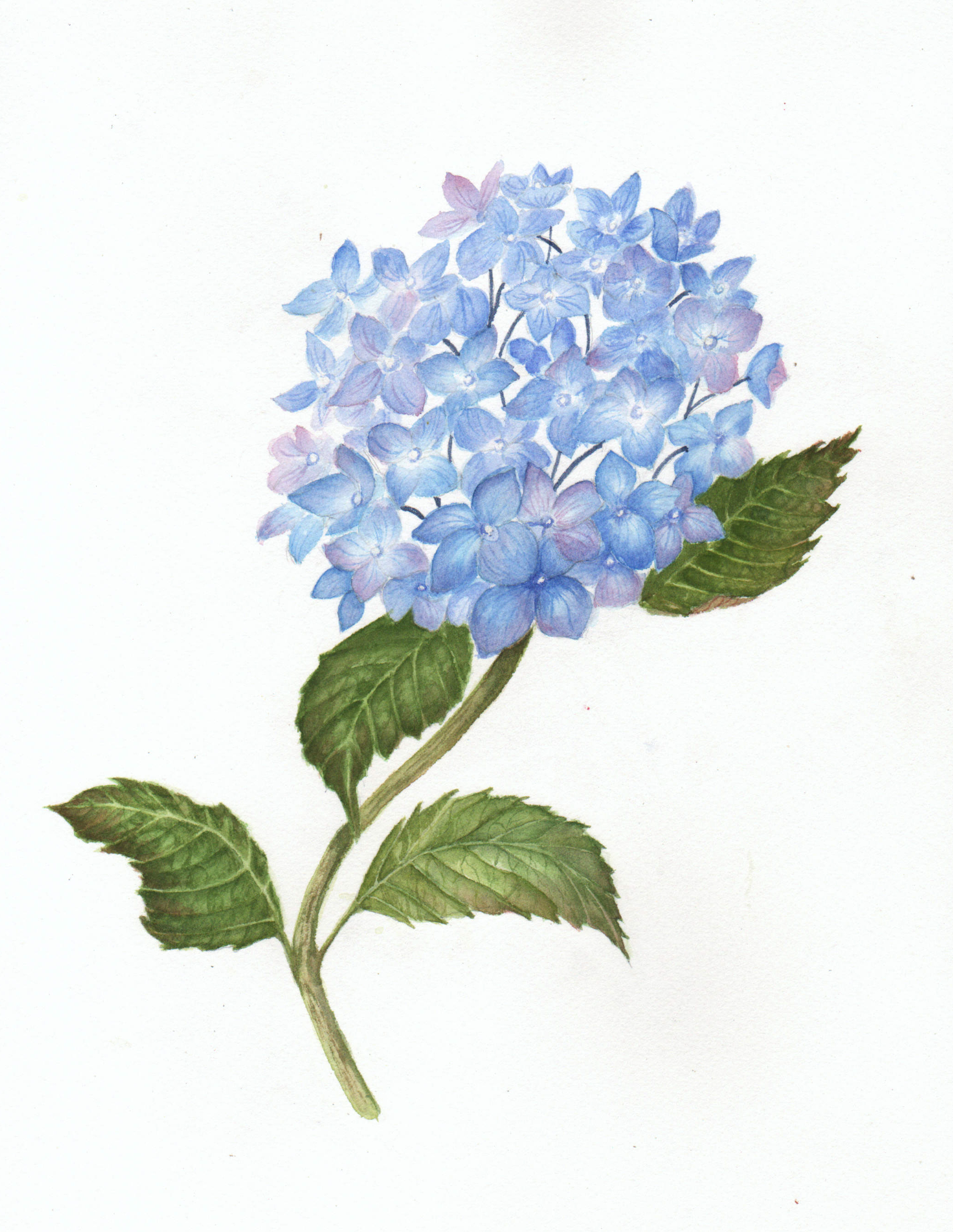 2077x2684 Hydrangea Clipart Blue Drawing - Hydrangea Flower Sketch