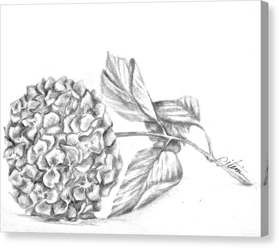 546x485 Hydrangea Drawing By Pj Timmermans - Hydrangea Flower Sketch