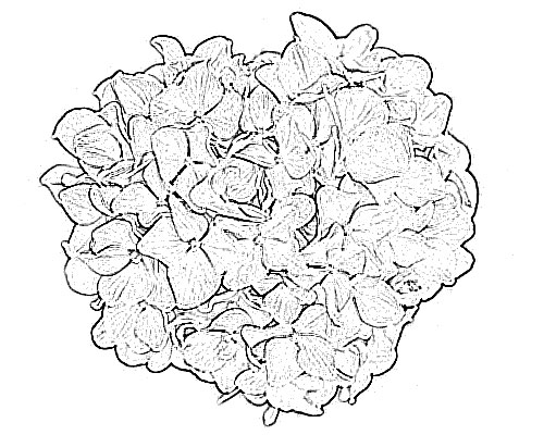 500x400 Hydrangea Flower Sketch - Hydrangea Flower Sketch