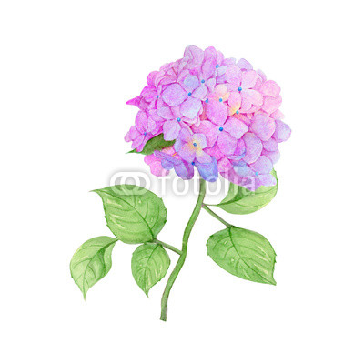 400x400 Hydrangea Hand Drawn Sketch And Watercolor Illustrations - Hydrangea Flower Sketch