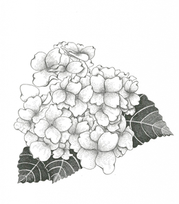 260x297 Hydrangea Clipart - Hydrangea Flower Sketch