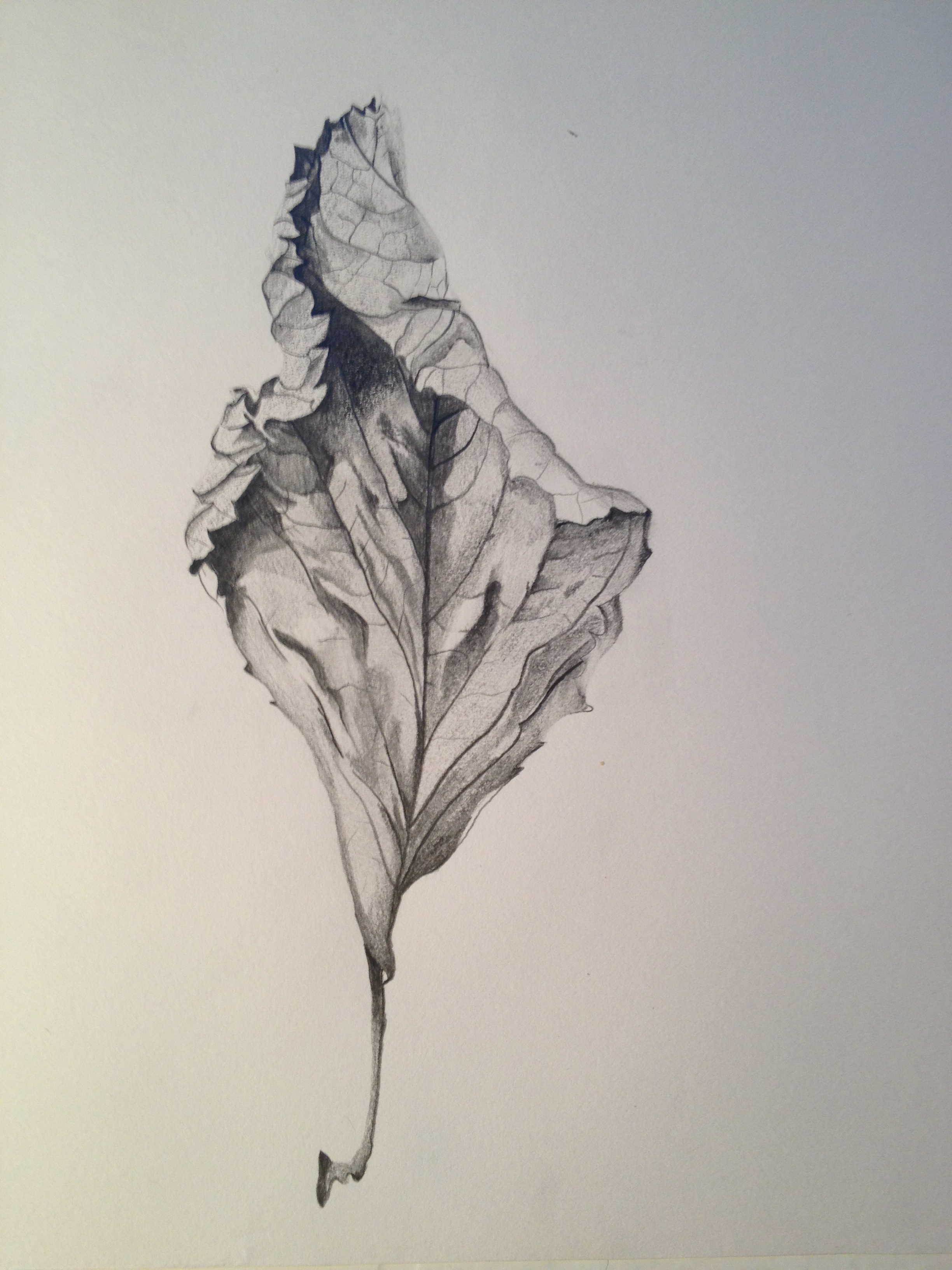 2448x3264 Hydrangea Leaf Sketch. Petals And Paints - Hydrangea Flower Sketch