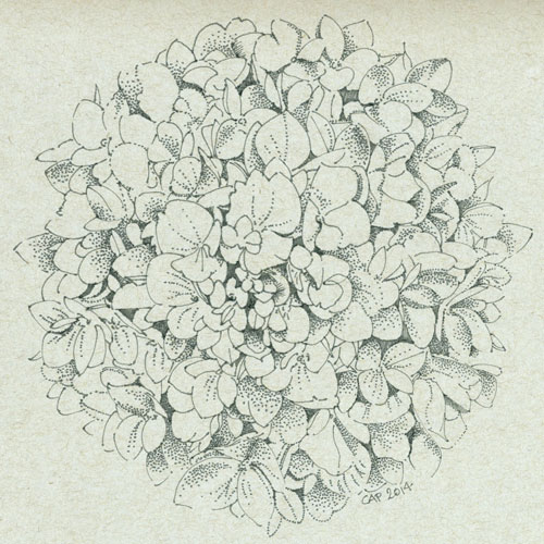 500x500 More Sketches Of Blossoms. Carolyn A Pappas - Hydrangea Flower Sketch