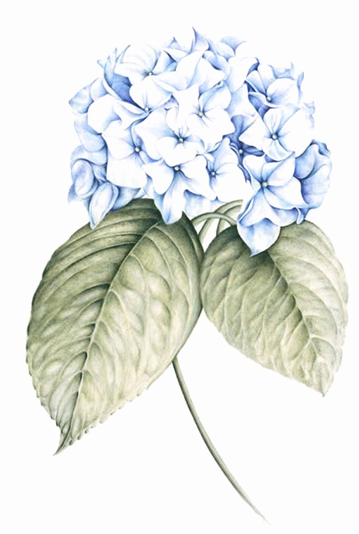 Hydrangea Flower Sketch at PaintingValley.com | Explore collection of
