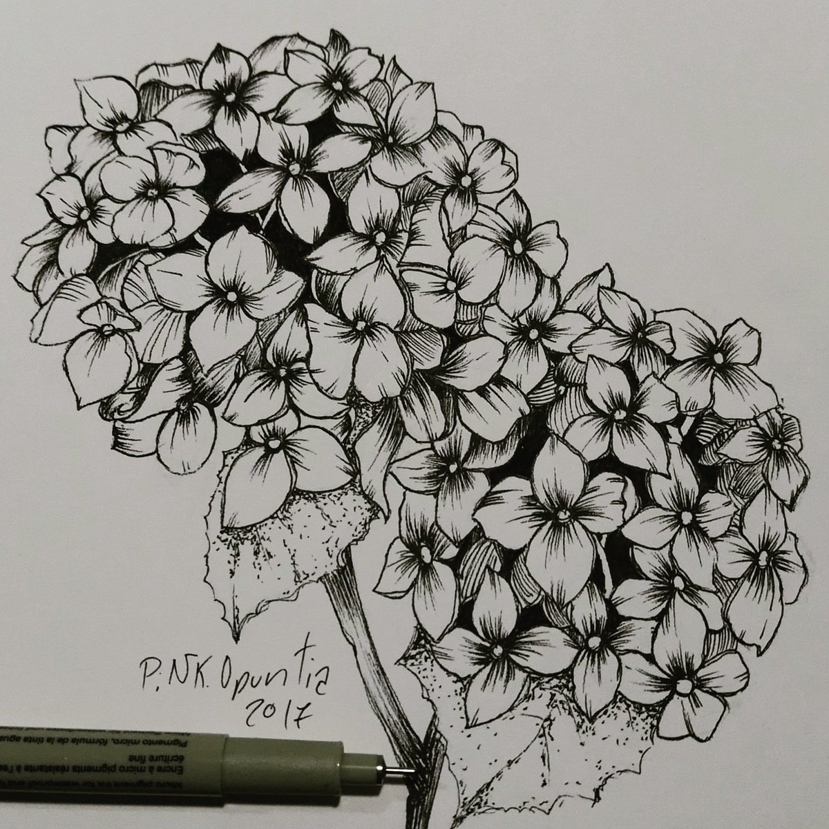 Hydrangea Flower Sketch at PaintingValley.com | Explore collection of ...