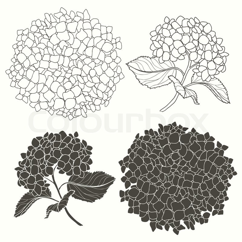 800x800 Set Of Hydrangeas Isolated On White Background. Hand Drawn Vector - Hydrangea Flower Sketch