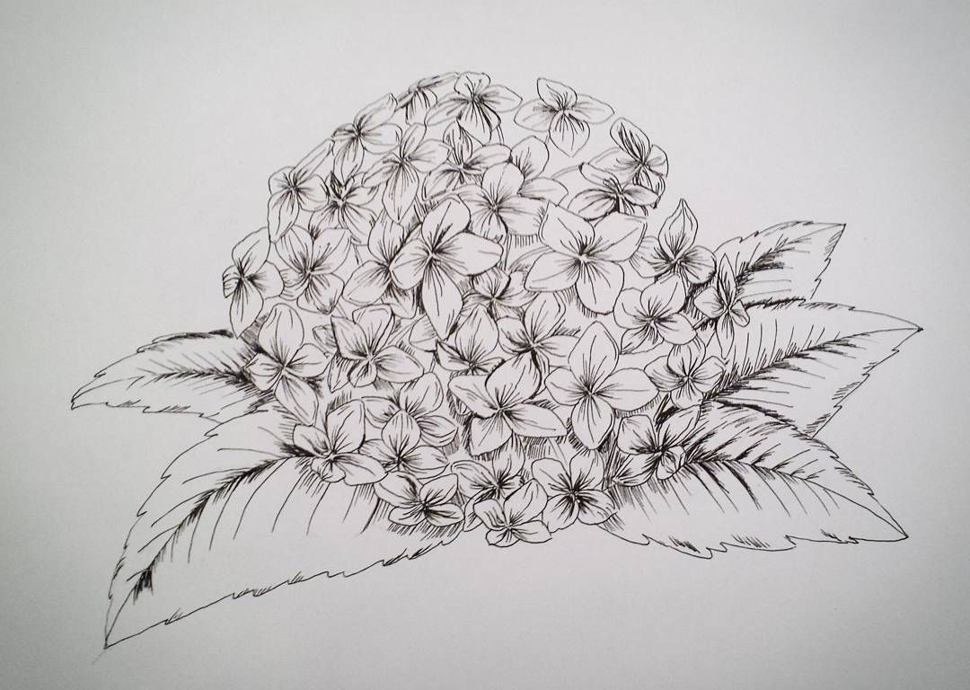 1080x768 Hydrangea - Hydrangea Flower Sketch