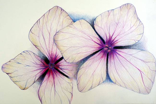 650x434 Hydrangea In Pencil By Louise Dionne - Hydrangea Flower Sketch