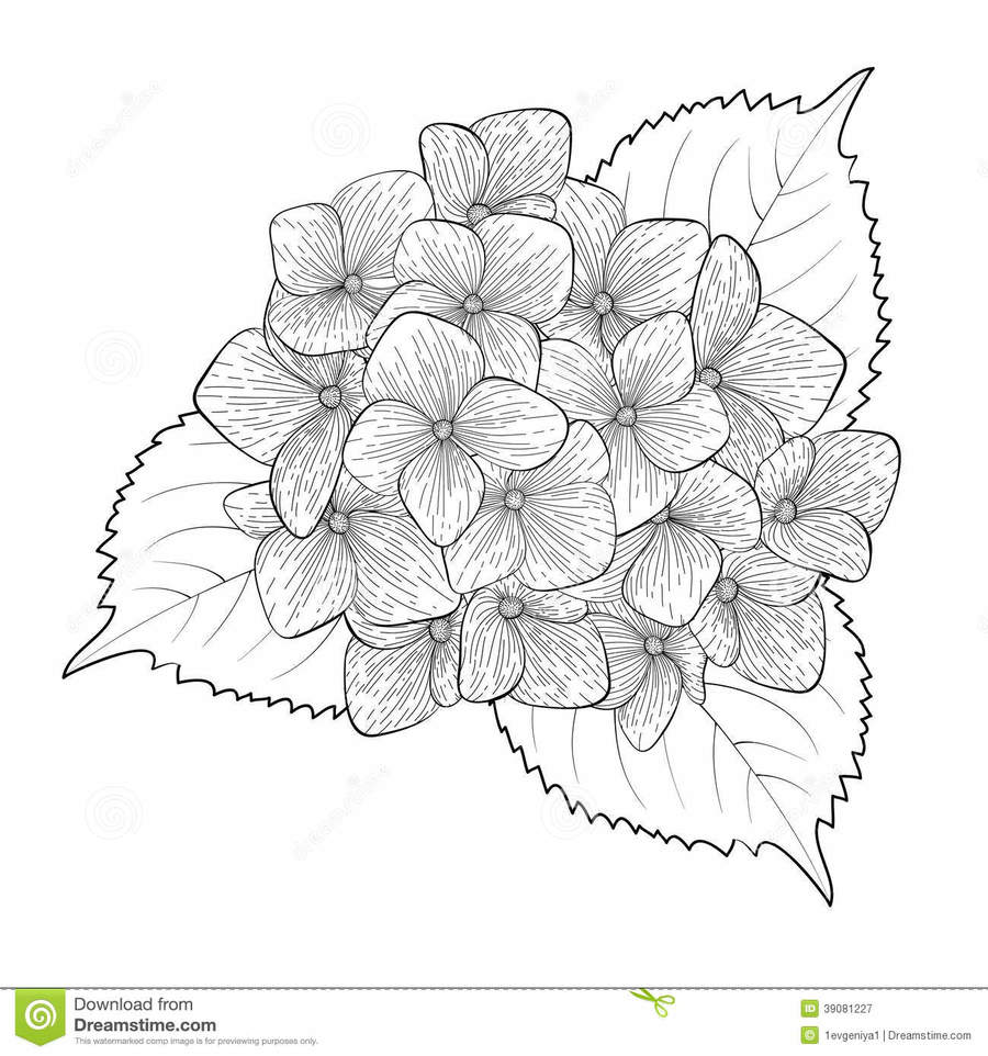 900x962 Download Disegni Di Ortensie Clipart Drawing Clip Art Drawing - Hydrangea Flower Sketch