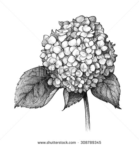 448x470 Drawn Elower Hydrangea Free Collection Download And Share Drawn - Hydrangea Flower Sketch