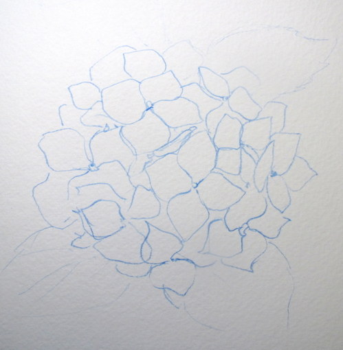 499x510 Everyday Artist Step By Step Watercolor How To Paint A Blue - Hydrangea Flower Sketch