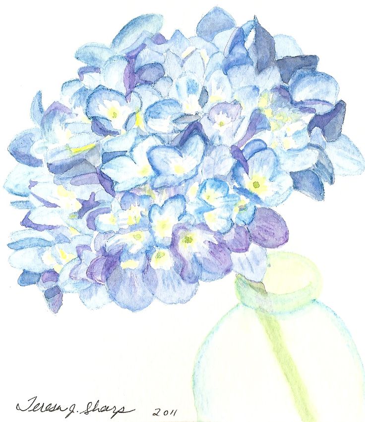 736x850 Hydrangea Clipart Blue Drawing - Hydrangea Sketch