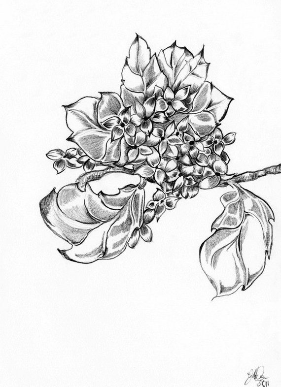 570x786 Hydrangea Pencil Drawing One Of A Kind Black White Flower Etsy - Hydrangea Sketch