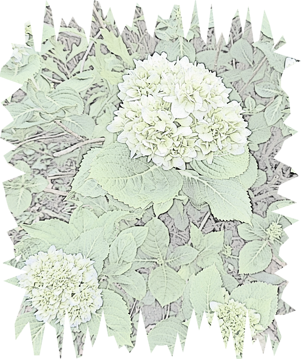 586x700 Hydrangea Pencil Sketch With Jagged Edge Onesie For Sale By Marian - Hydrangea Sketch