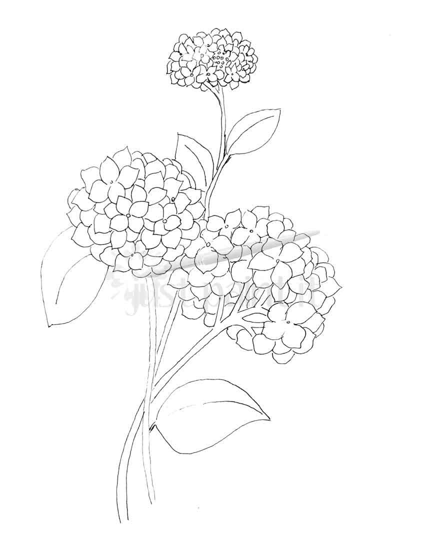 852x1066 Hydrangea And Peonies Coloring Pages Patterns - Hydrangea Sketch