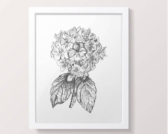 340x270 Hydrangea Sketch Etsy - Hydrangea Sketch