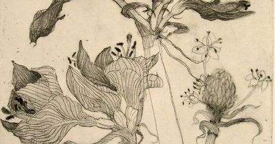 400x210 Hydrangea Sketch By Katie Degroot Nice Signs - Hydrangea Sketch