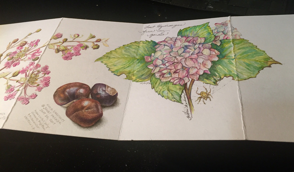 1024x599 Hydrangea Sketch For Oba Exchange Sketching The Last Of - Hydrangea Sketch